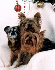 Handsome Brussels Griffon with two Yorkie family members.